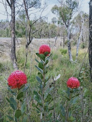 Telopea aspera