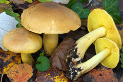 Tricholoma frondosae