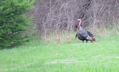 Meleagris gallopavo intermedia