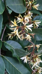 Toxocarpus