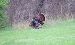 Meleagris gallopavo intermedia