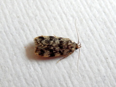 Barea eucapnodes