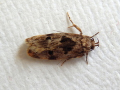 Barea melanodelta