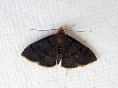 Metasia typhodes