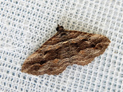 Chrysolarentia severata