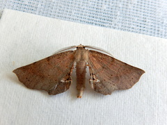 Parepisparis multicolora