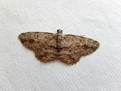 Didymoctenia exsuperata