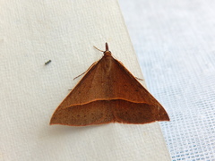 Epidesmia chilonaria