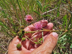 Mimosa nuttallii