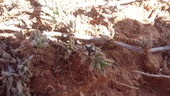 Trichodiadema barbatum