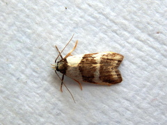 Eulechria triferella