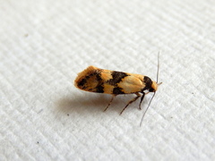 Euphiltra celeteria