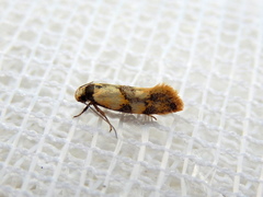 Euphiltra celeteria