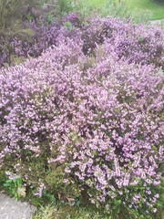 Ericeae