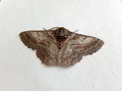 Hypobapta tachyhalotaria