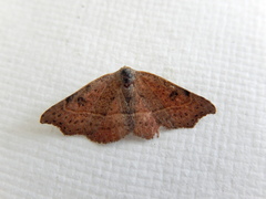 Laspeyria concavata