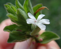 Dyschoriste burchellii