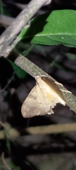 Oxyodes scrobiculata