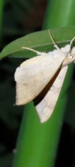 Oxyodes scrobiculata