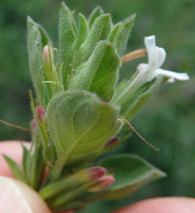 Dyschoriste burchellii