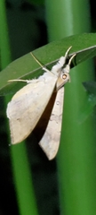 Oxyodes scrobiculata