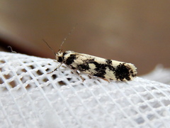 Lichenaula melanoleuca