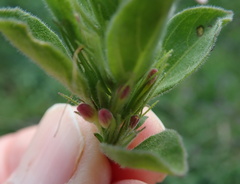 Dyschoriste burchellii