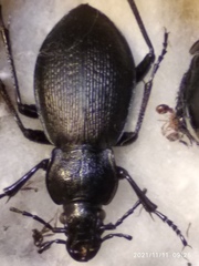 Carabus aeruginosus