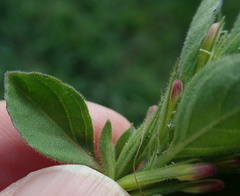 Dyschoriste burchellii