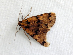 Mormoscopa phricozona