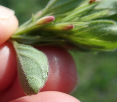 Dyschoriste burchellii