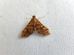 Nacoleia rhoeoalis