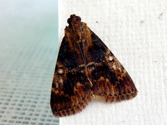 Orthaga thyrisalis