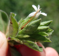 Dyschoriste burchellii