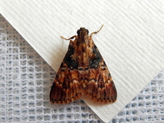 Orthaga thyrisalis