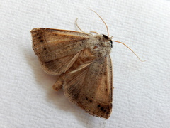 Pantydia capistrata