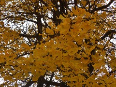 Ginkgo biloba