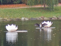 Phalacrocorax carbo