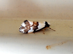 Philenora irregularis