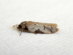 Philobota transversella