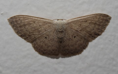 Scopula prosoeca