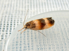 Piloprepes anassa