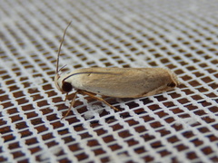 Plectophila discalis