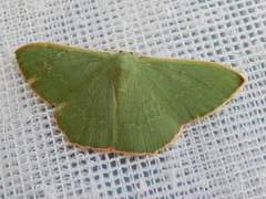 Prasinocyma semicrocea