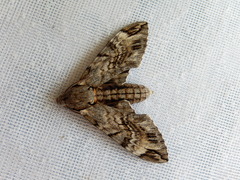 Psilogramma casuarinae