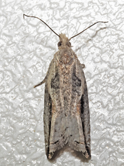 Ancylis coronopa