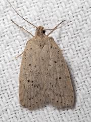 Ironopolia sobriella