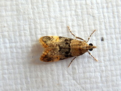 Scoparia eumeles