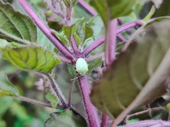 Acrosternum gramineum