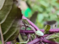 Acrosternum gramineum